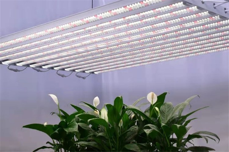 高光效·大功率 优选800W LED植物照明灯，助力大棚增产高效补光