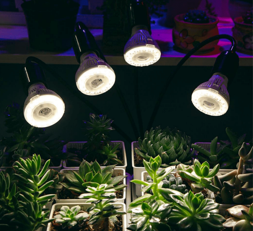 告别光照不足 LED植物灯如何破解室内种植的最大弊端